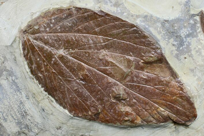 Detailed Fossil Leaf (Viburnum) - Montana #165038